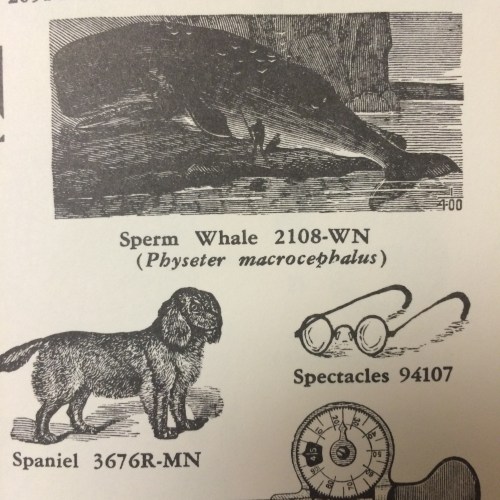 sperm whales:spectacles
