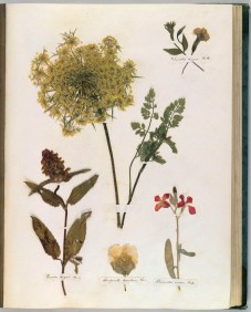 emilydickinson_herbarium8.jpg
